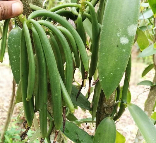 Madagascar Vanilla - A Crop of Cash and Crime