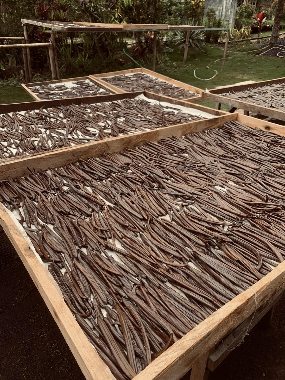 VANILLA BEANS Origin Vanilla