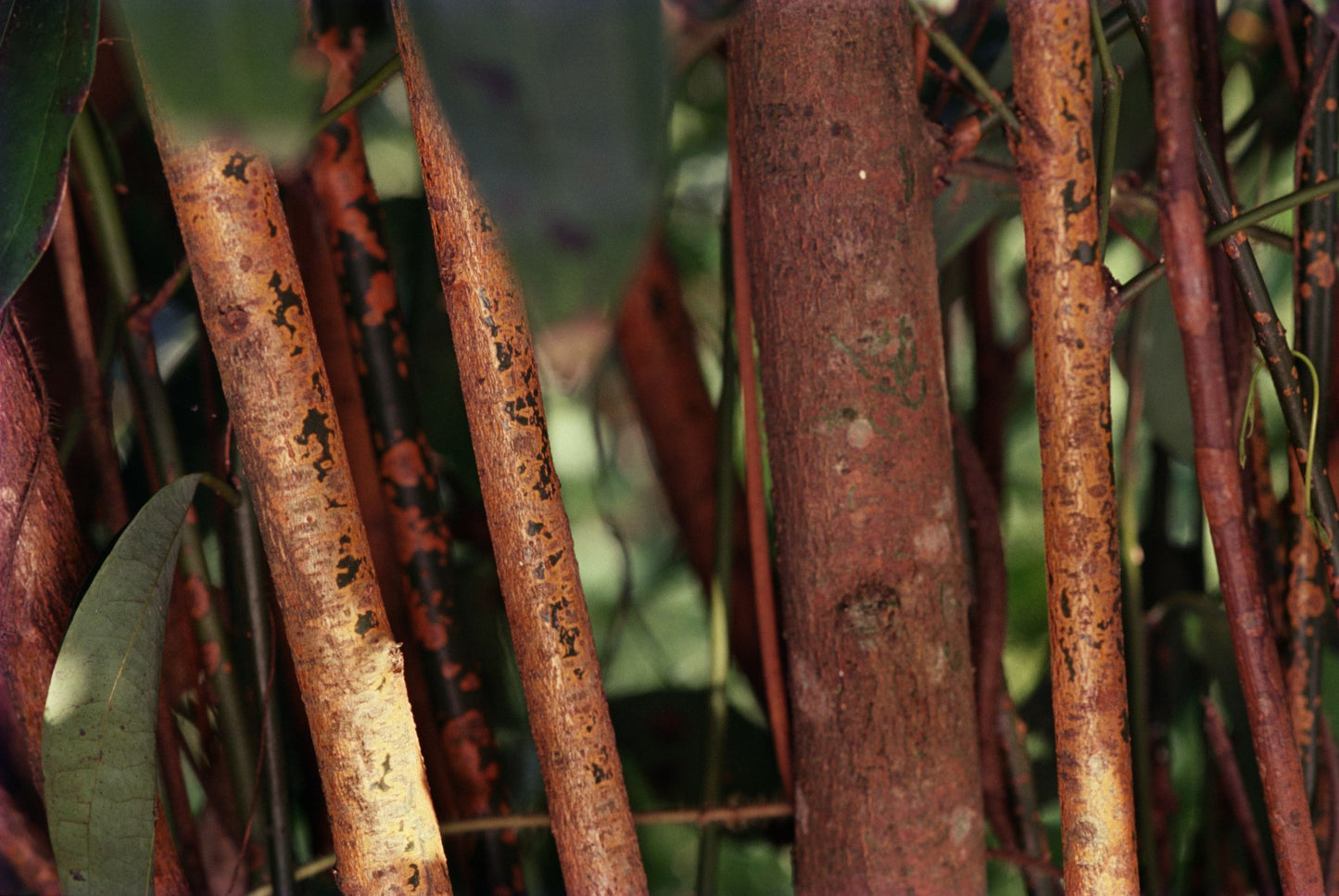 Heirloom Cinnamon (NEW) - Origin Vanilla